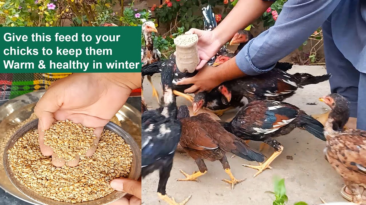 How to prepare chicken feed for winter