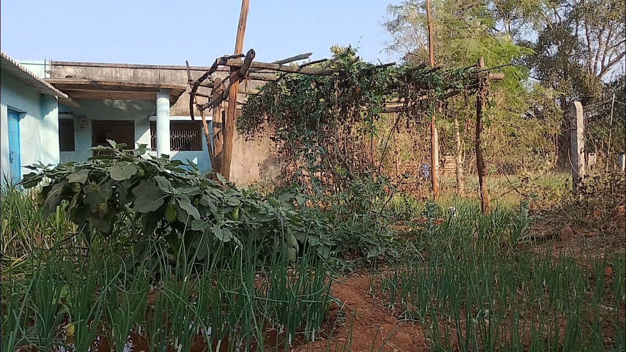 Hamara Chhota sa bagicha