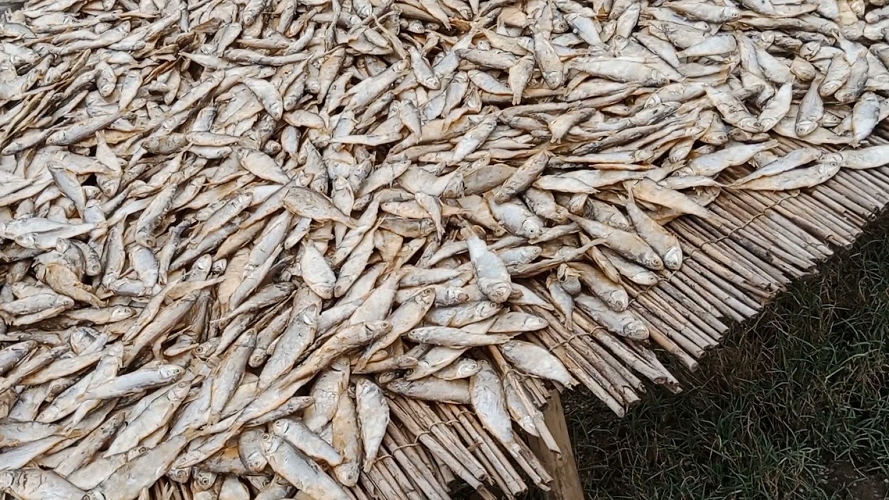 dry fish export