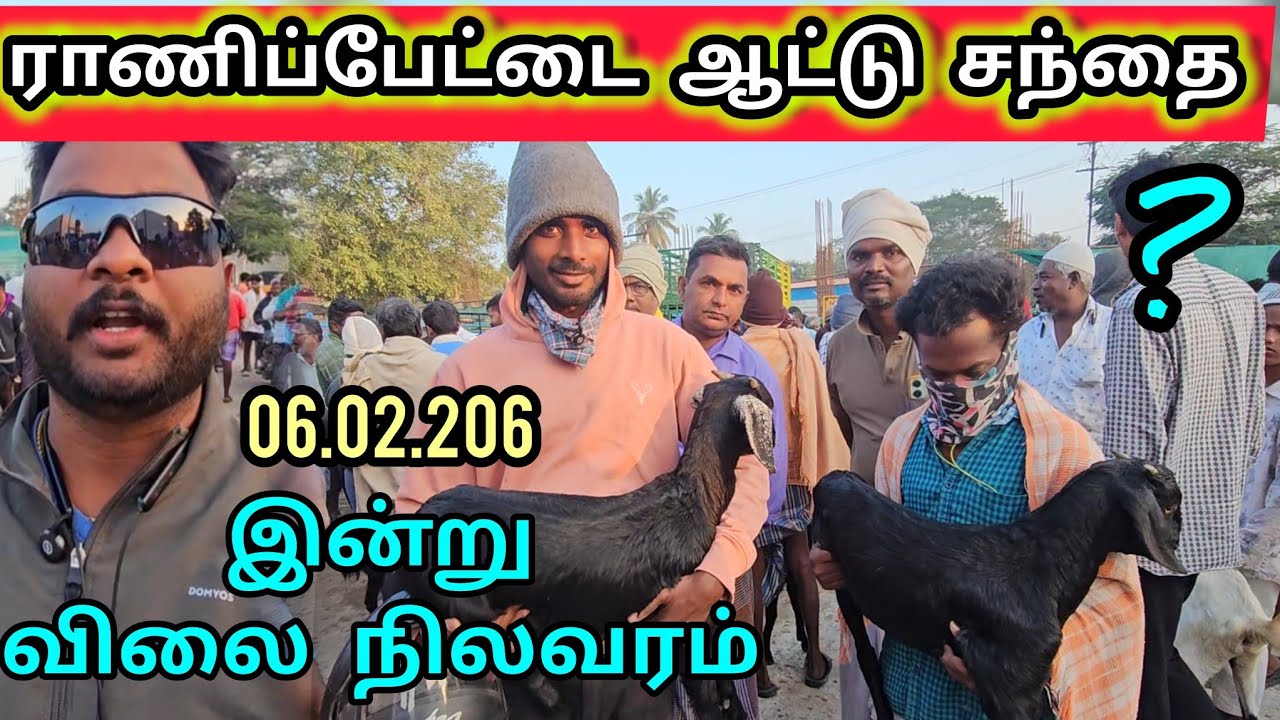 ராணிப்பேட்டை ஆட்டு சந்தை இன்று 06.02.2026 விலை நிலவரம் Ranipettaiaatusanthai 