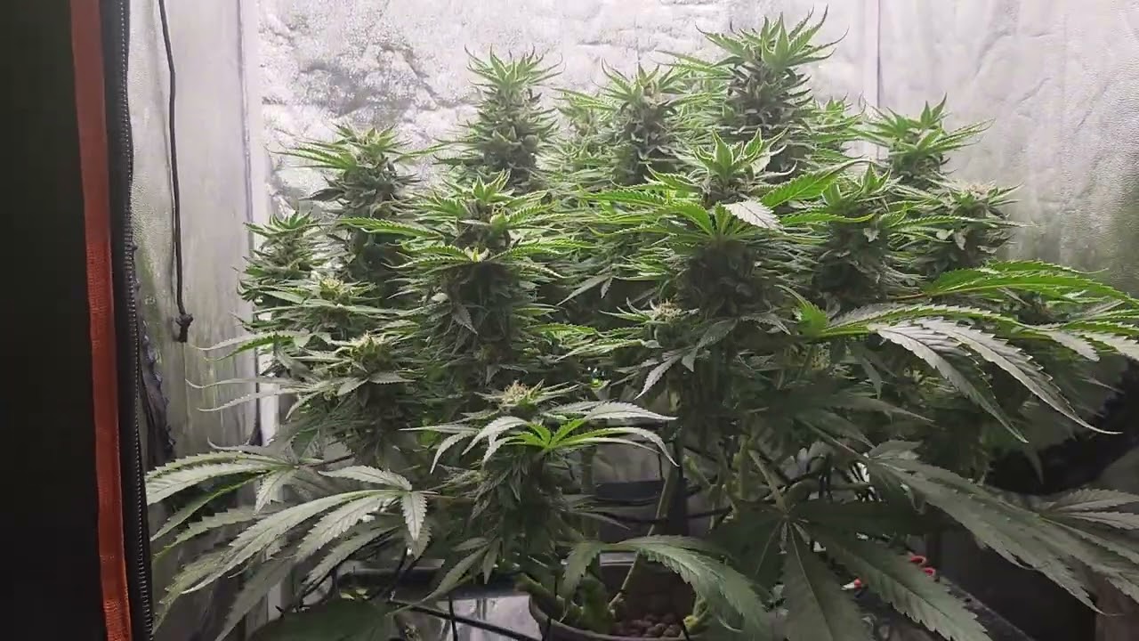 Critical mass strain week 4 flower