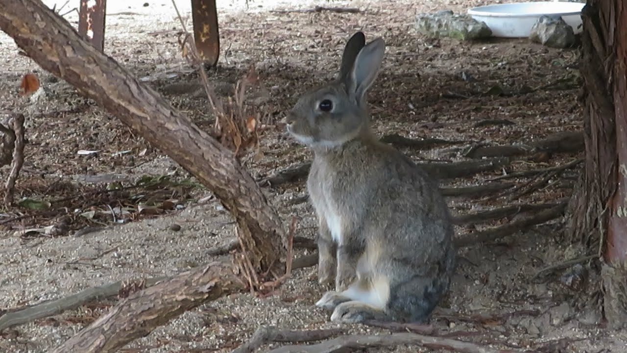 【 Rabbit island 】兎さんが立っちしたまま何かを凝視してました！