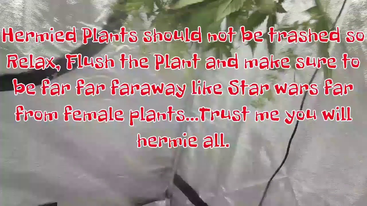 #21 4x4 Hermied (Male) Plants ready to cut
