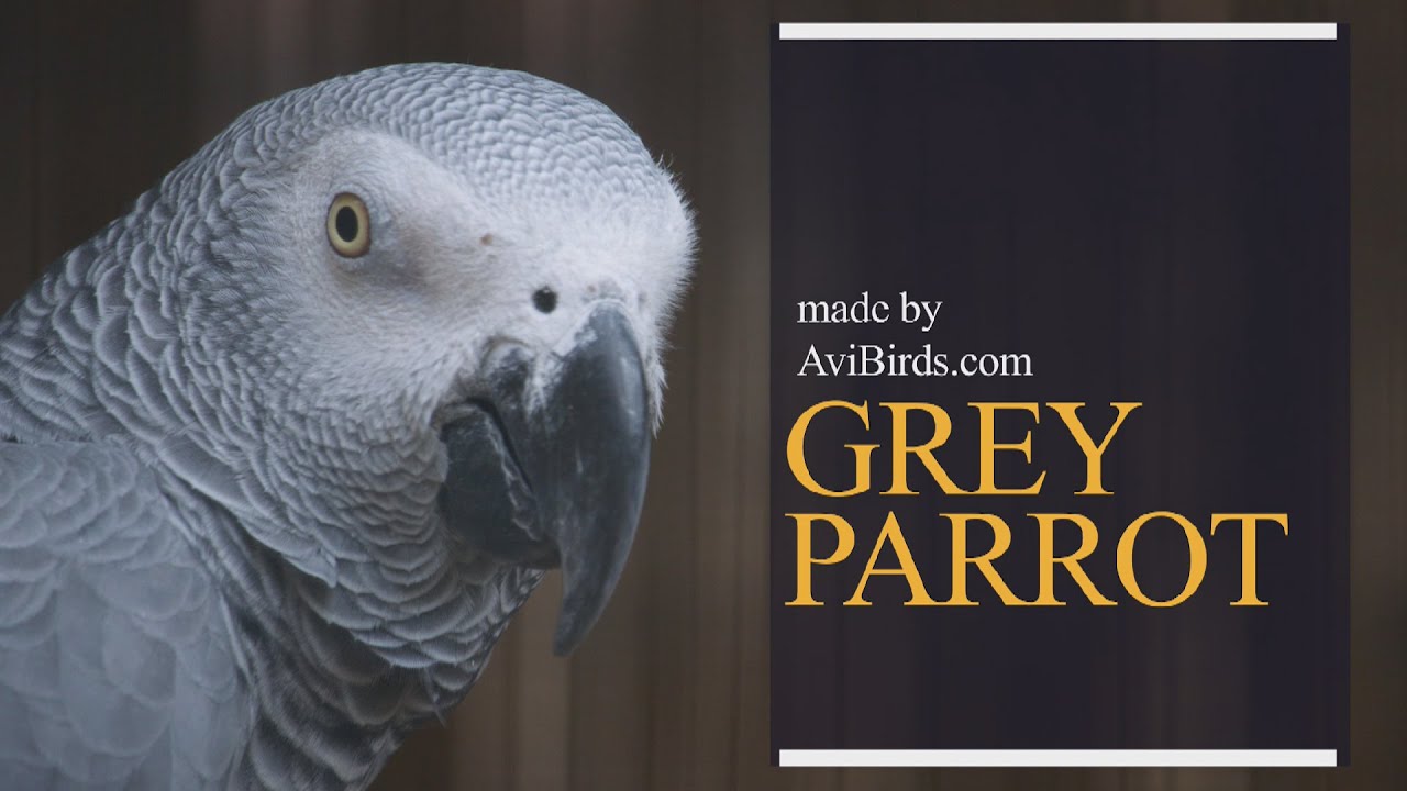 Grey Parrot [Psittacus Erithacus]