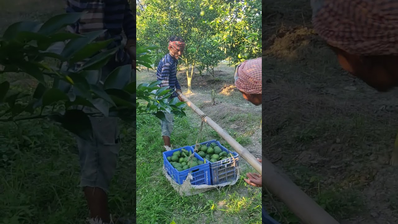 অর্গানিক মাল্টা হারভেস্ট চলছে 🍊 | Organic Malta Harvest [Krishoz]