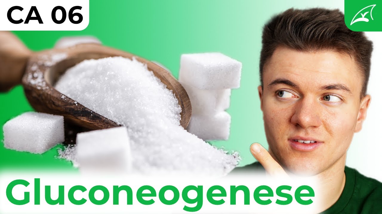Gluconeogenese - einfach erklärt! // Ablauf, Energiebilanz, Regulation ...