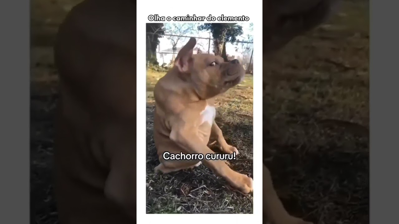 Cachorro cururu