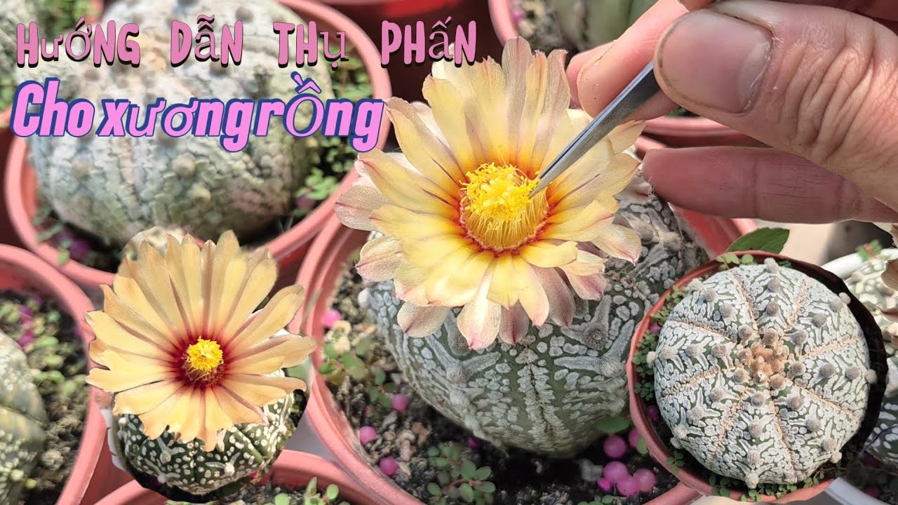 Hướng dẫn cách thụ phấn cho hoa xương rồng Aster nhanh và dễ đậu trái.