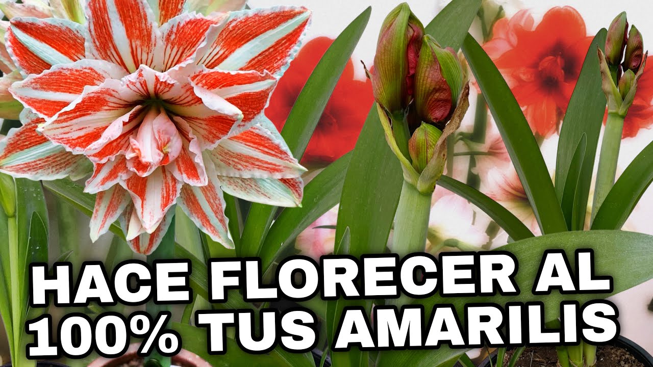Aproveche al máximo la floración de mis Amaryllis, lirios o azucenas