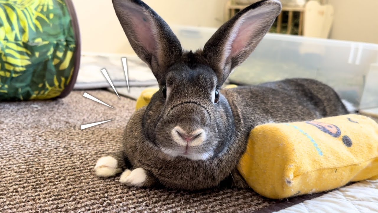 Rabbit’s Shockingly Strategic Thinking! 🐰😆