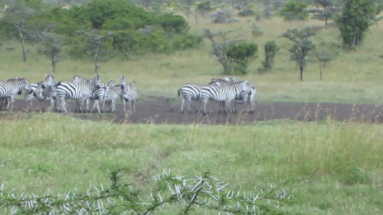 Weird zebra-warthog relationship