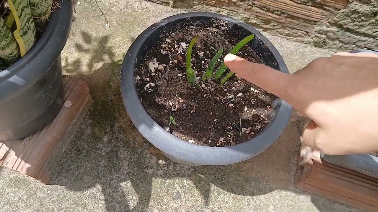 ESCOLHA SEU TREINO, PLANTAS,  LAVANDO BANHEIRO,  O QUE COME HOJE
