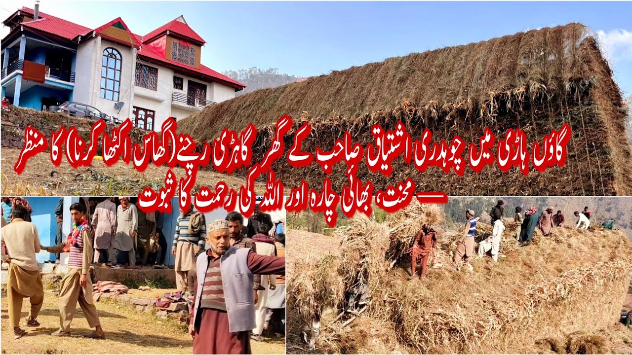 گاؤں ہاڑی میں چوہدری اشتیاق صاحب کے گھر   گاہڑی رچنے (گھاس اکٹھا کرنا) کا خوبصورت منظر ||