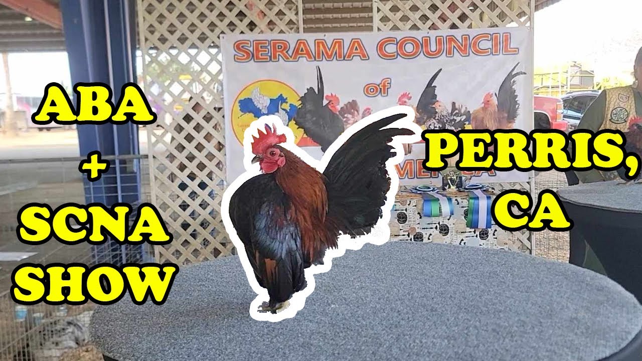 Southern California Poultry Show (SCNA and ABA) | Serama Show