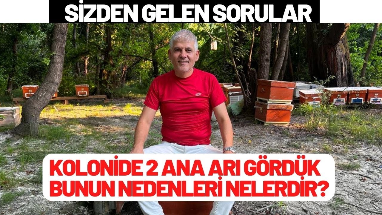SİZDEN GELEN SORULAR: KOLONİDE 2 ANA ARI GÖRDÜK. BU NEDEN OLUR?
