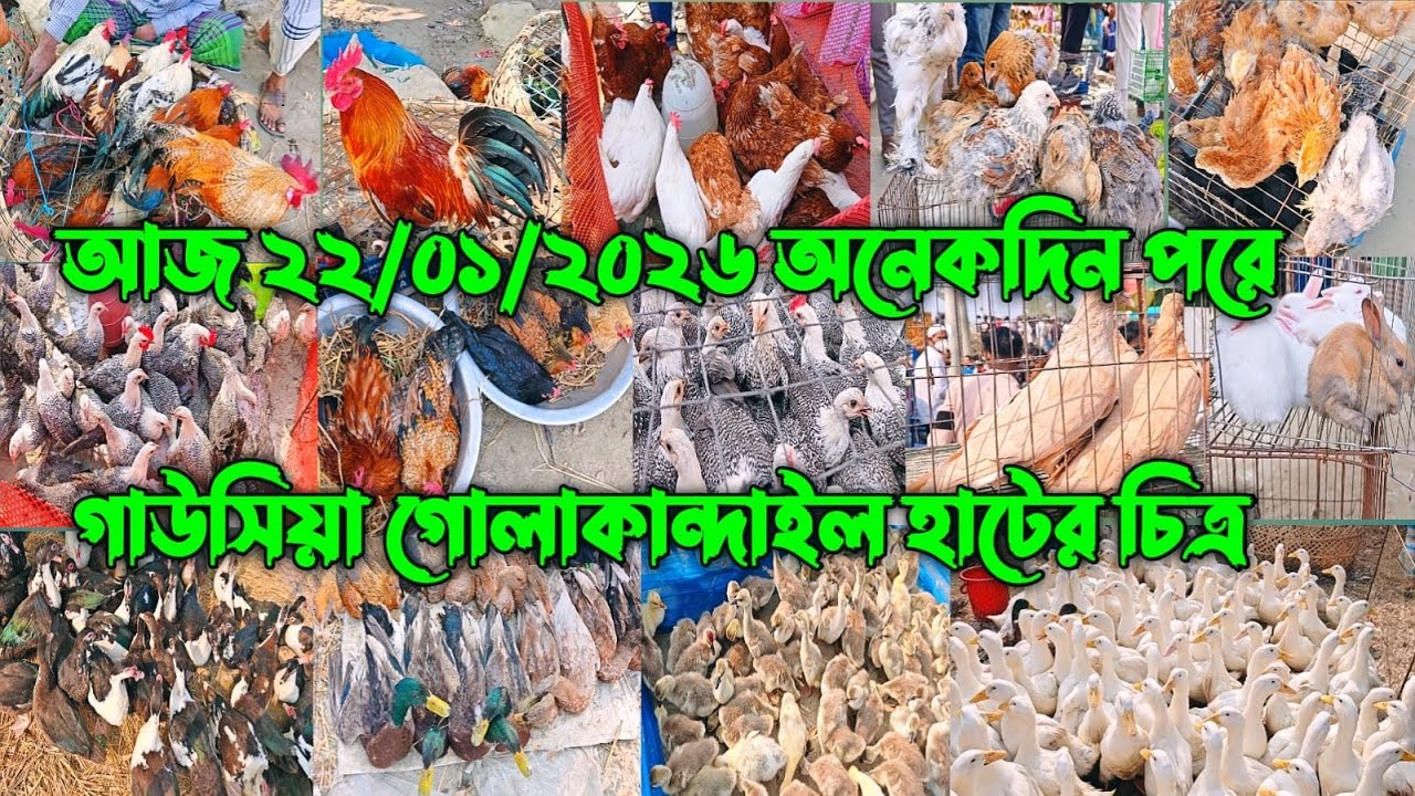 আজ ২২/০১/২০২৬ অনেকদিন পরে গাউসিয়া গোলাকান্দাইল হাটের চিত্র