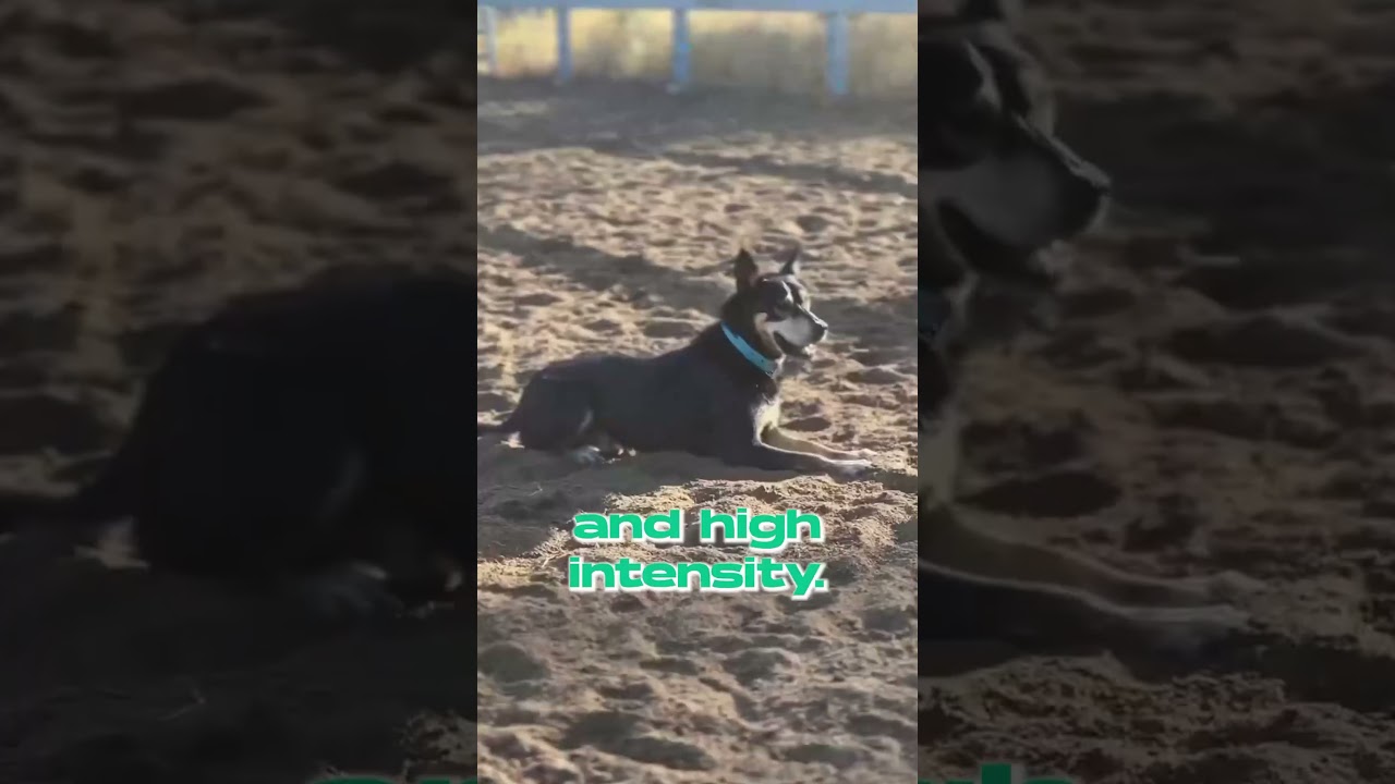 🏆 Top 5 Herding Dog Breeds Unleashed! 🐾 