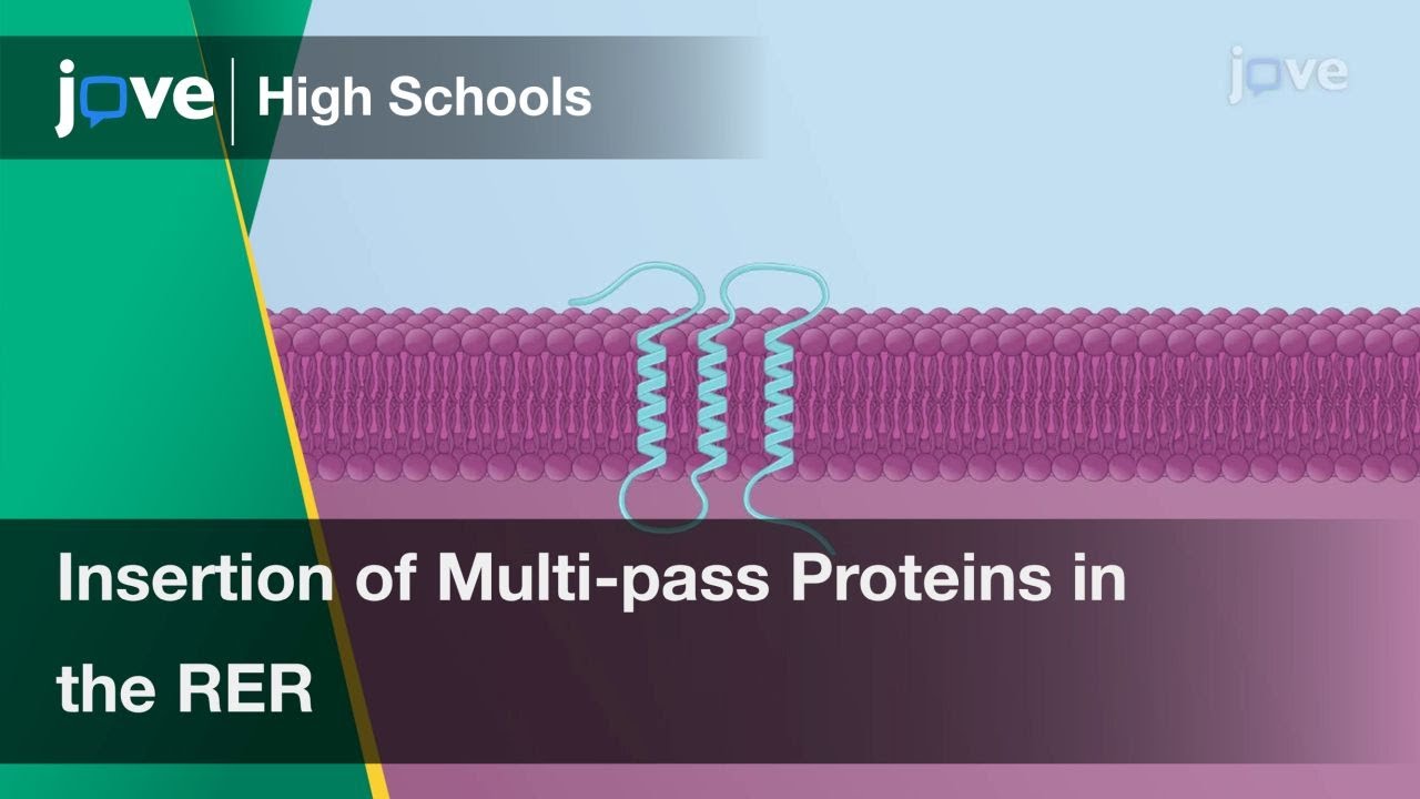Insertion of Multi-pass Transmembrane Proteins in the RER | Cell Bio | Video Textbooks - Preview