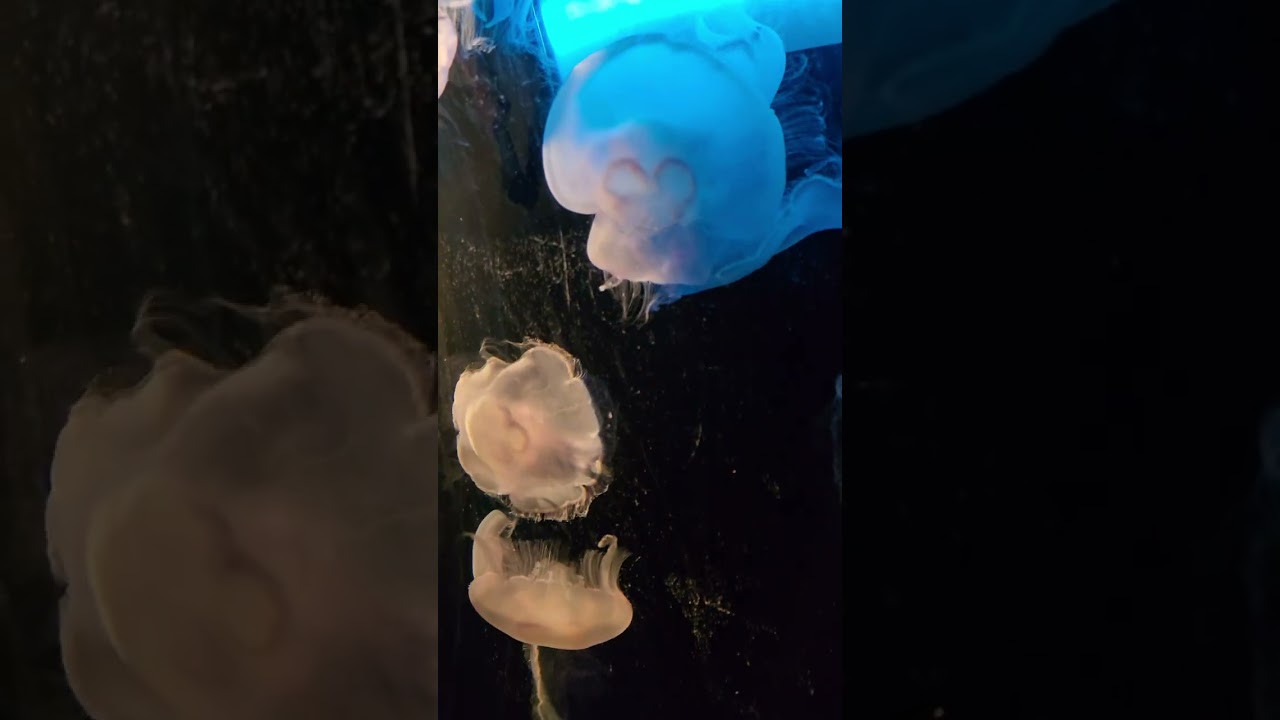 Jellyfish @ Seattle aquarium 2 21 26