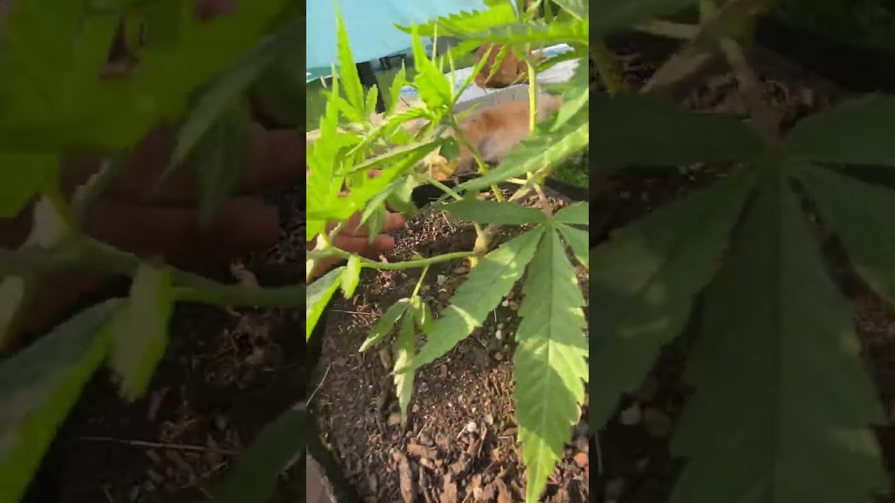 My grow techniques