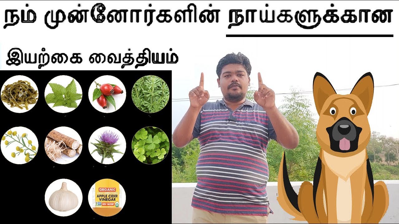 நம் முன்னோர்களின் நாய்களுக்கான இயற்கை வைத்தியம் || Ancient Natural Medicine For Dogs ||