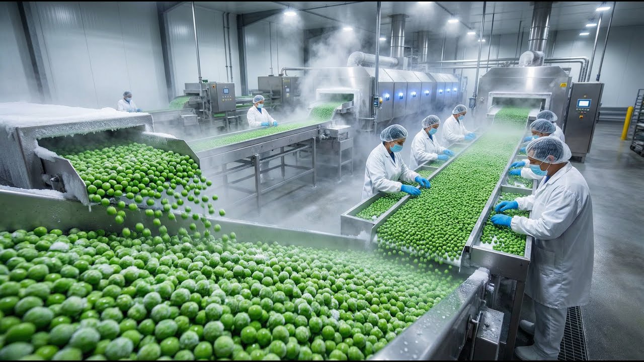 Inside a Frozen Peas Factory: How Peas Go From Field to Freezer
