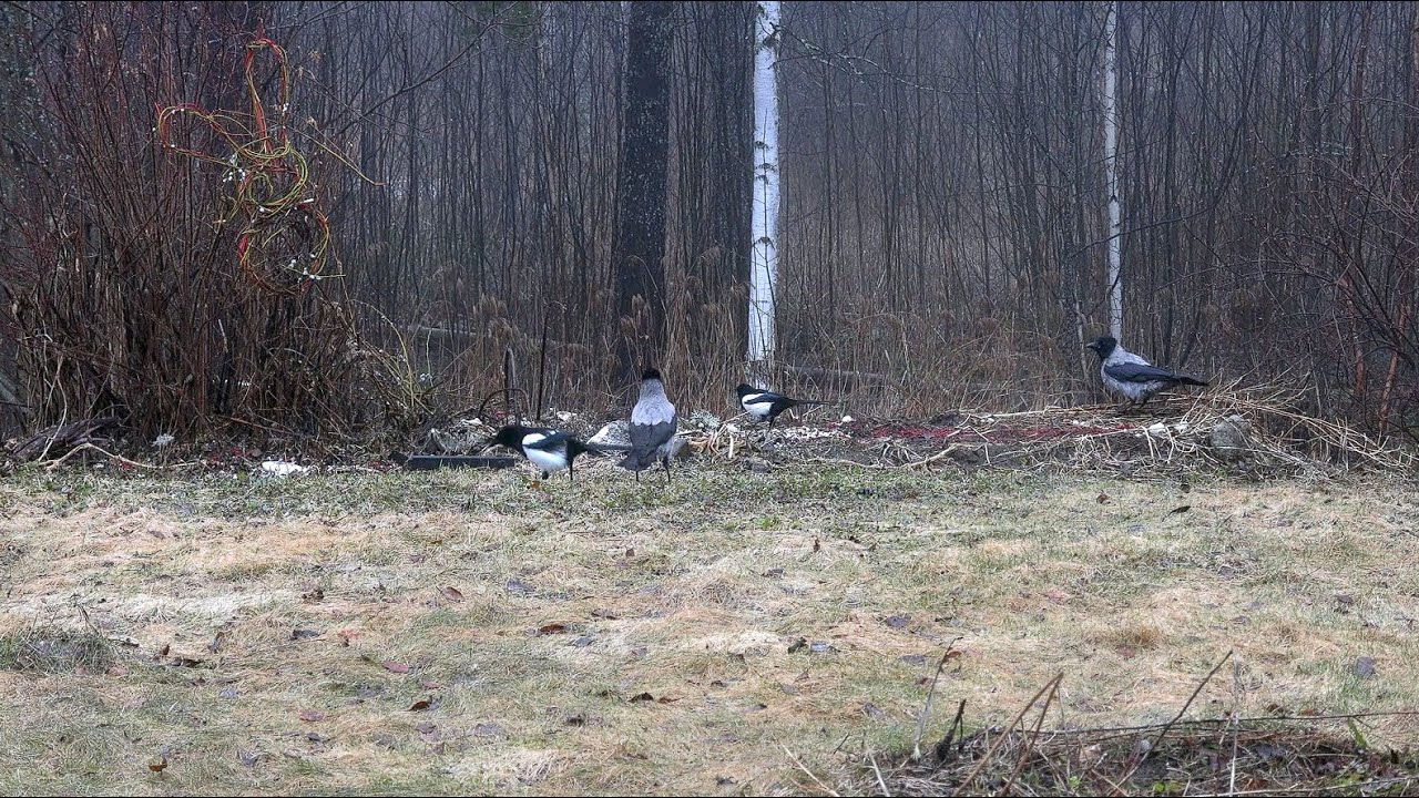 Big birds  early morning breakfast 4K magpies and crows