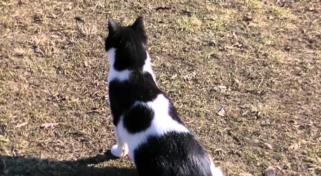 Cat vs Chicken