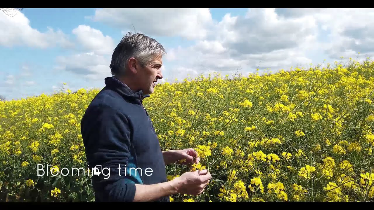 Blooming Rapeseed