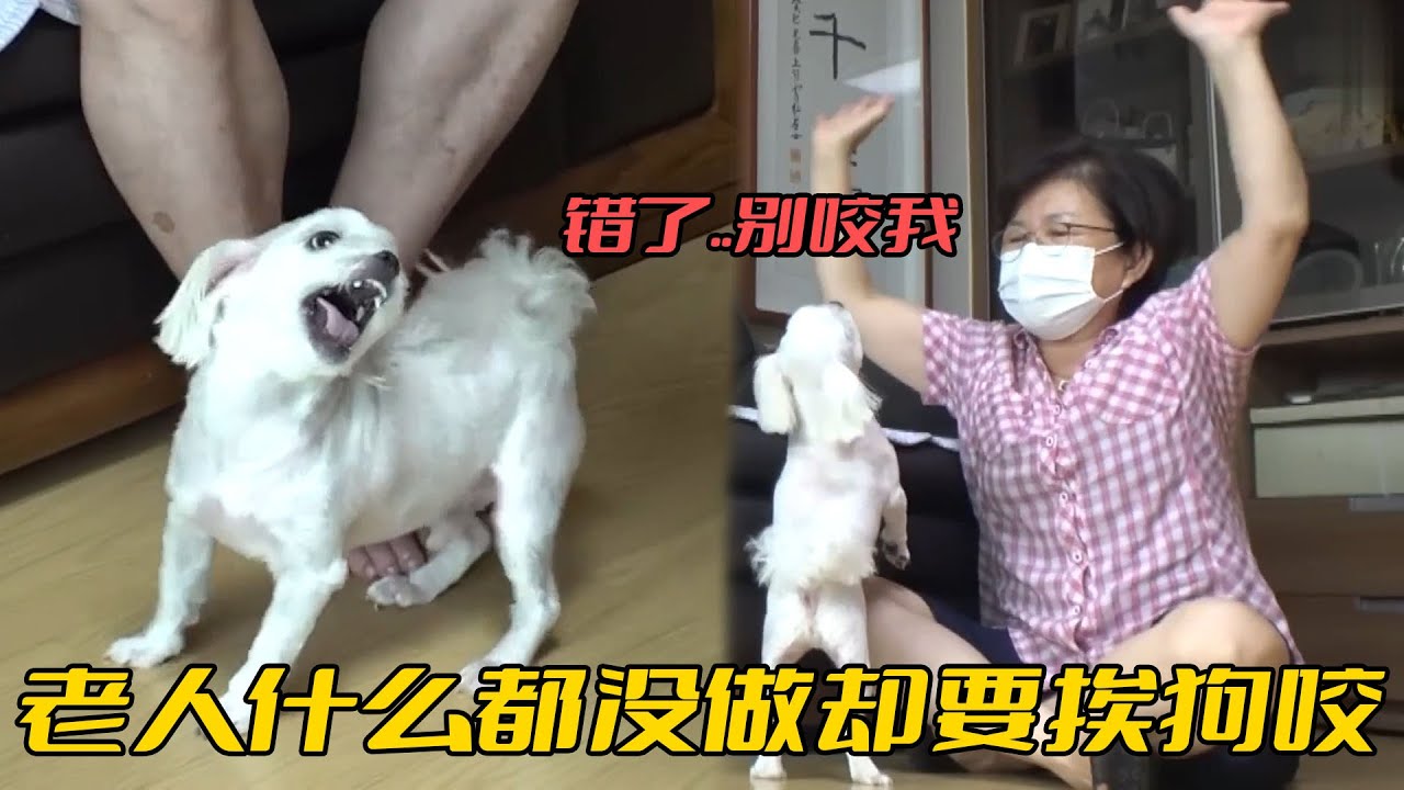 馬爾濟斯只會窩裡橫，專拿家中老人撒火，一碰就張嘴咬人