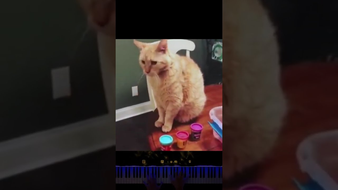 cats core #cats #animals #funny