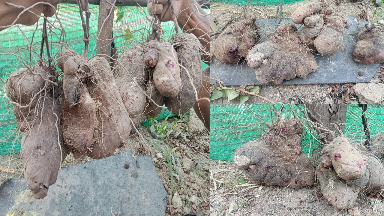 Easy grow, Plant Chicken Blood potato at home