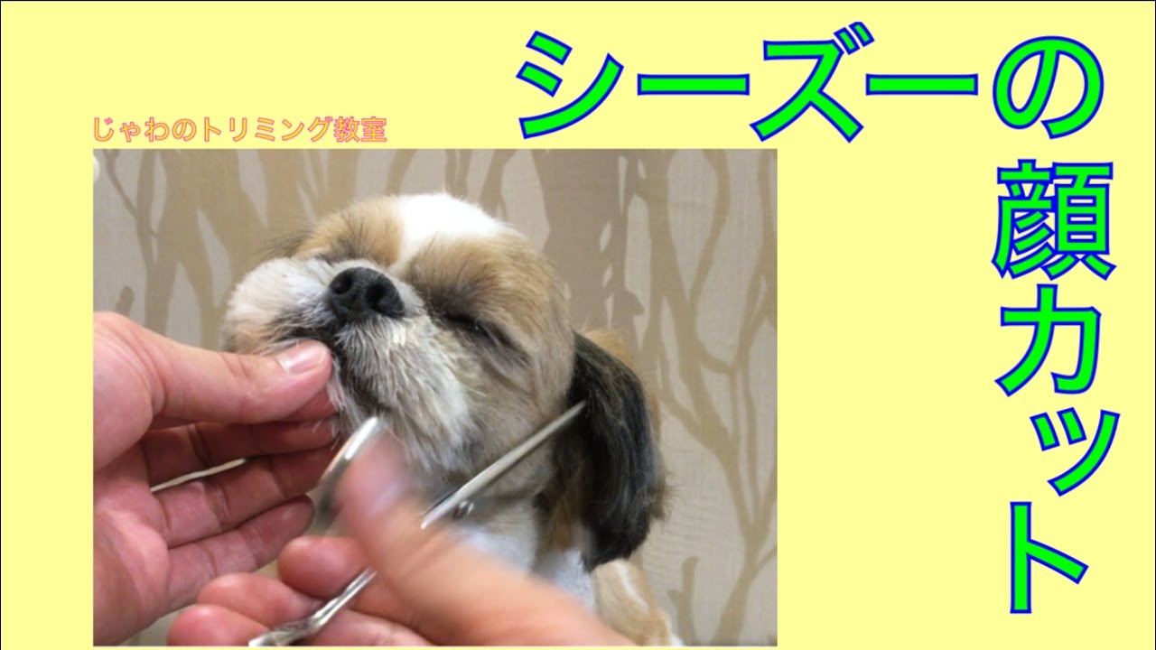 シーズーの顔のカット(Shih Tzu face cuts)