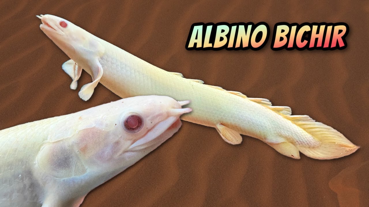 Albino Bichir [Polypterus Senegalus] - Information and Care