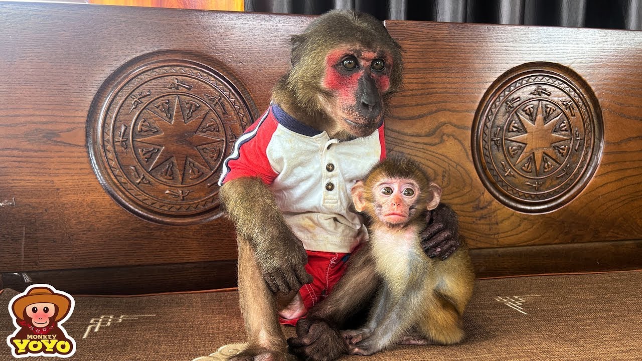 Monkey YoYo Jr is worry when baby monkey don't eat