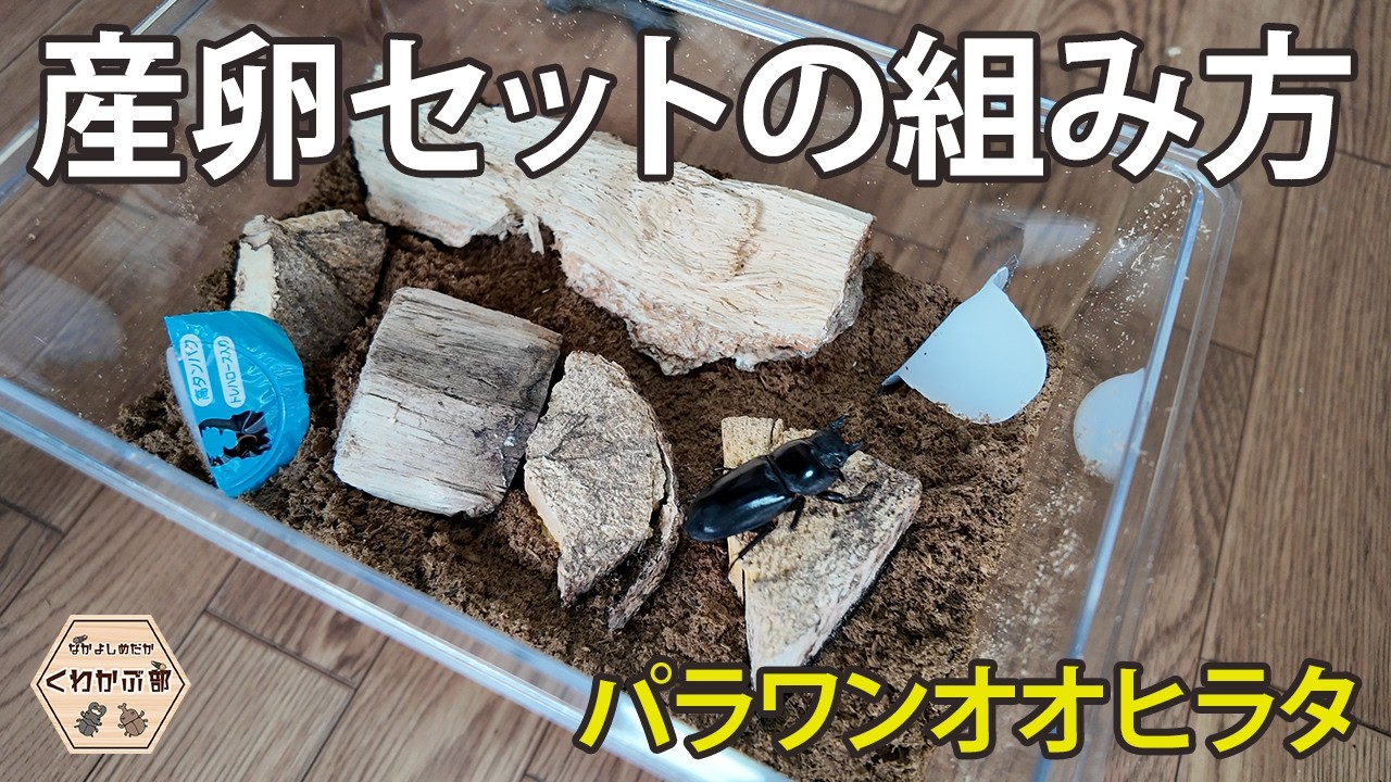【パラワンオオヒラタクワガタ】産卵セットの組み方。