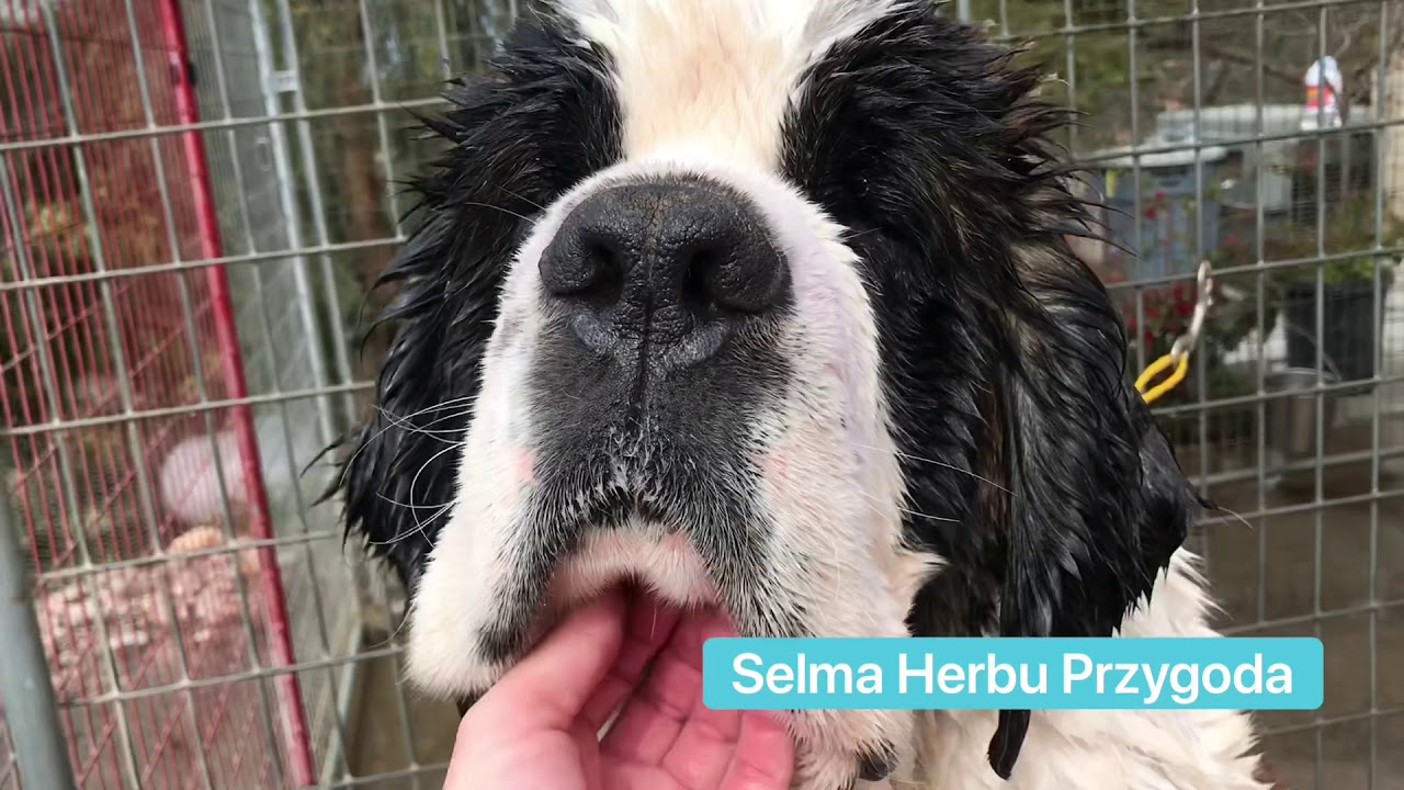 SoCal Saint Bernards Grooming!