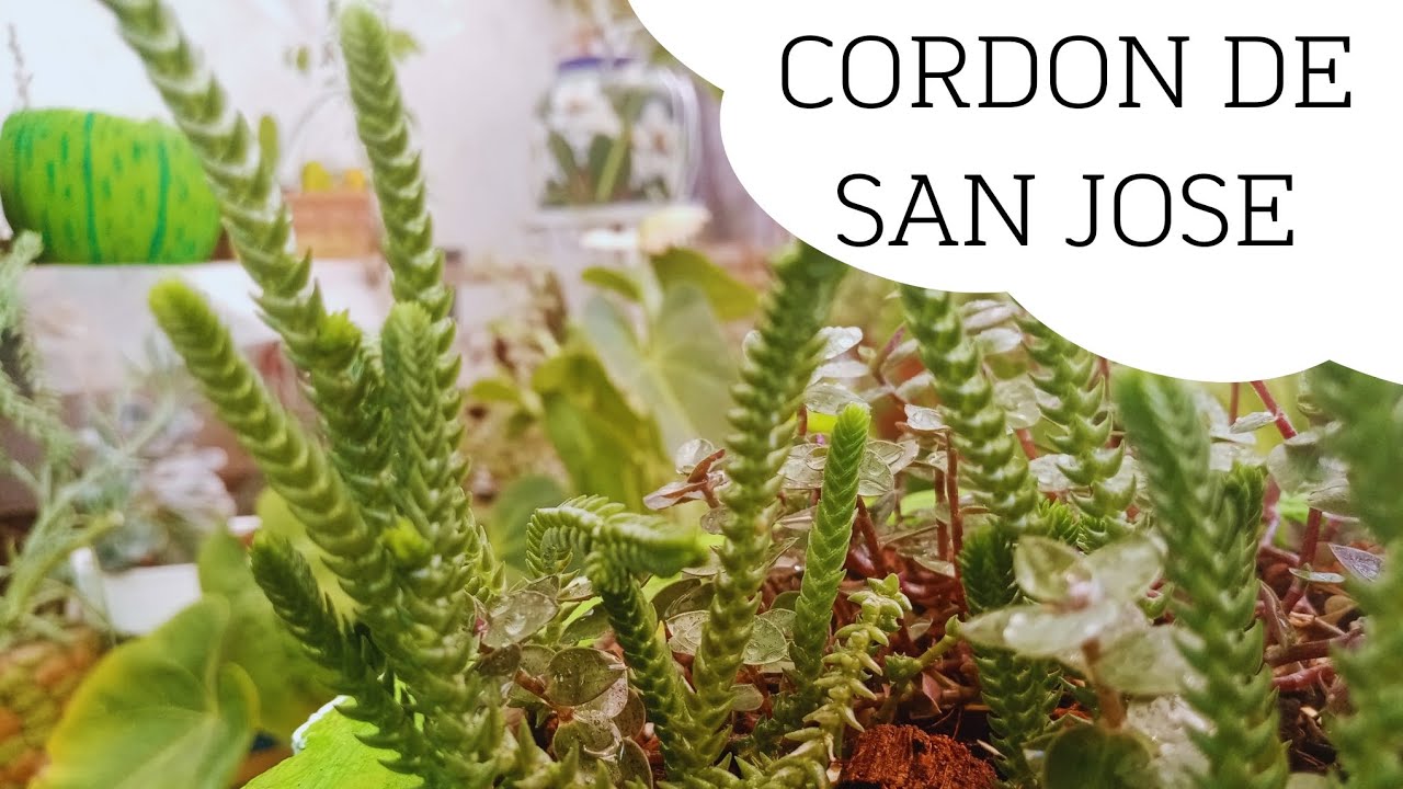 DATOS SOBRE LA SUCULENTA "CORDON DE SAN JOSE"!!❤️