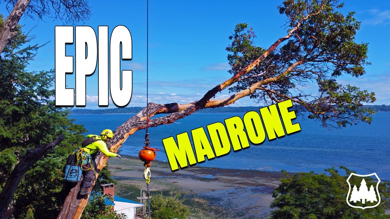 Epic Crane Removal: Dead Pacific Madrone Above Seattle Waterfront Property