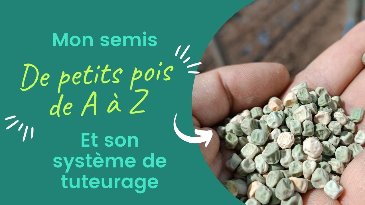 tout sur le semis de petits pois et leur tuteurage durable et pérenne