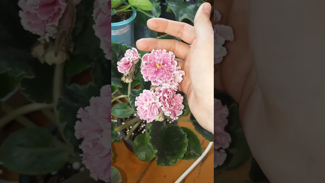 Фиалочные будни🌺