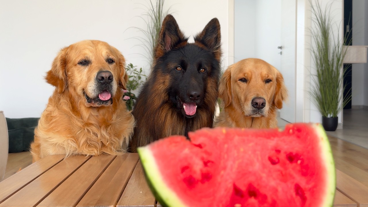 My Dogs Try Weird Foods For The First Time!