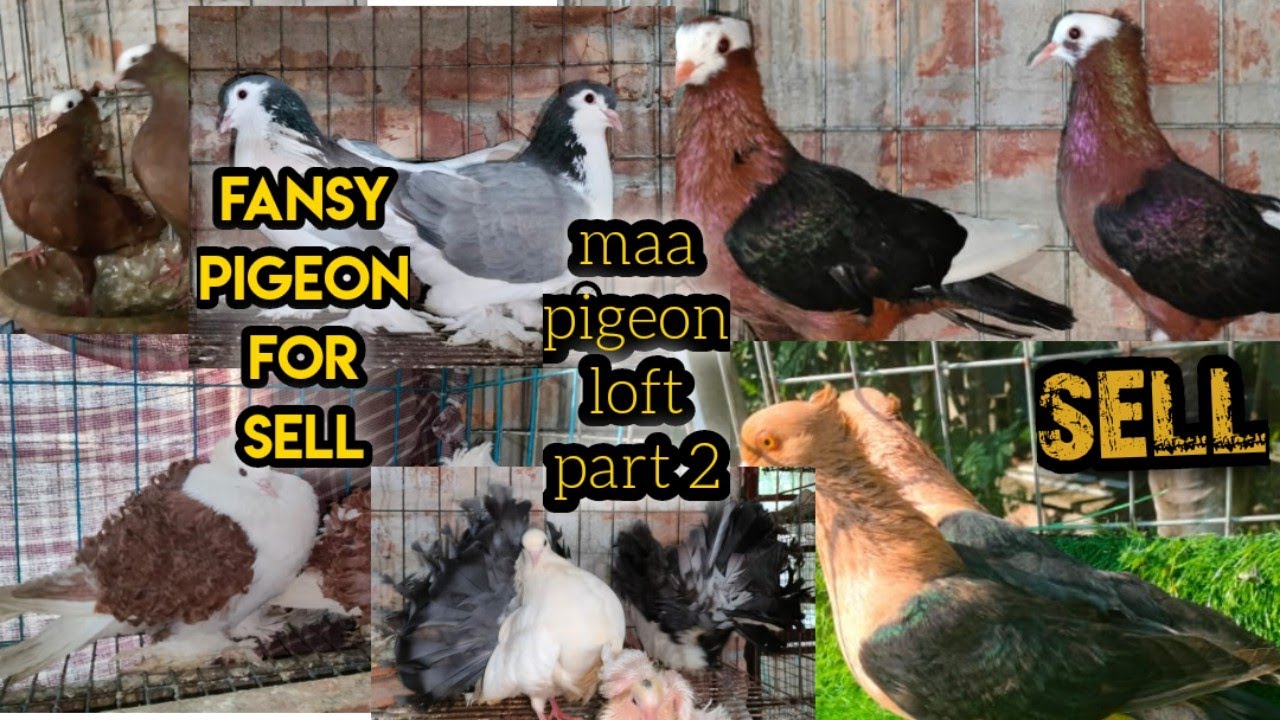pigeon farm in Kolkata l maa pigeon loft part 2 l#pigeon #kabutar #pet