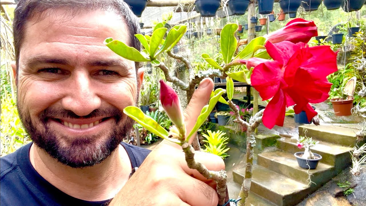 LIQUENS FAZEM MAL PARA AS PLANTAS?
