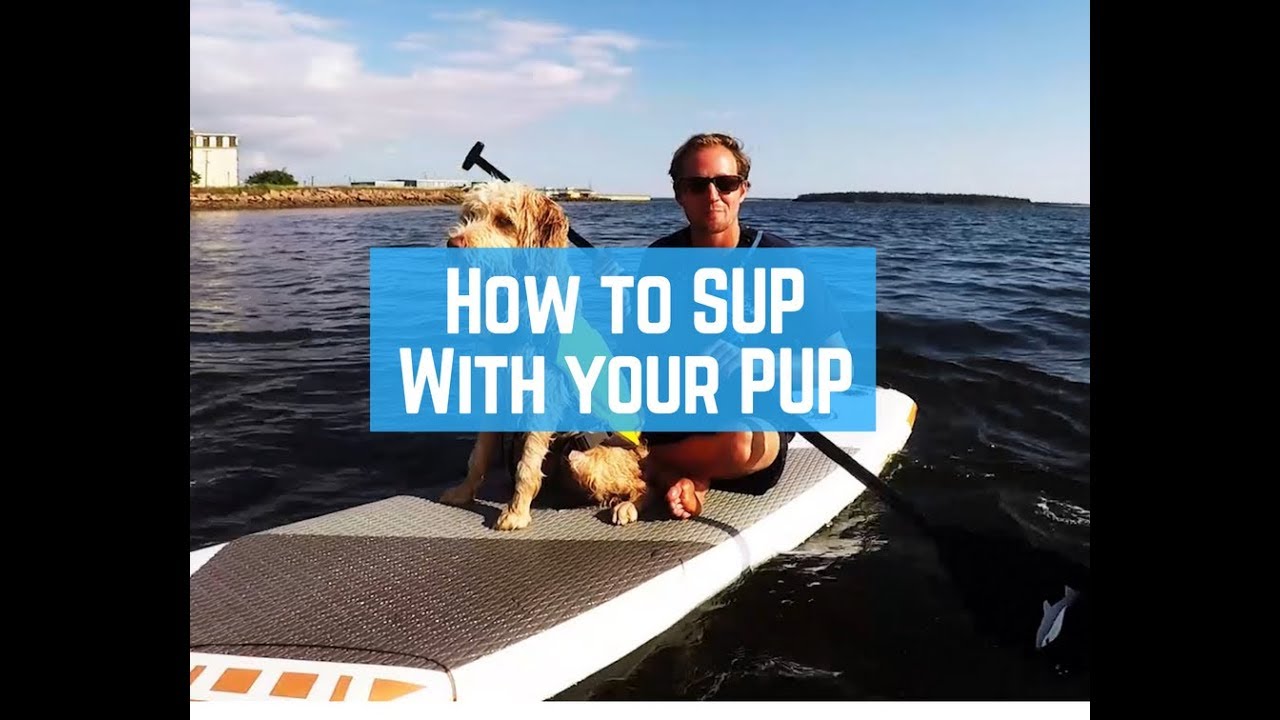 PADDLEBOARDING with your PUPPY! Summerside, PEI