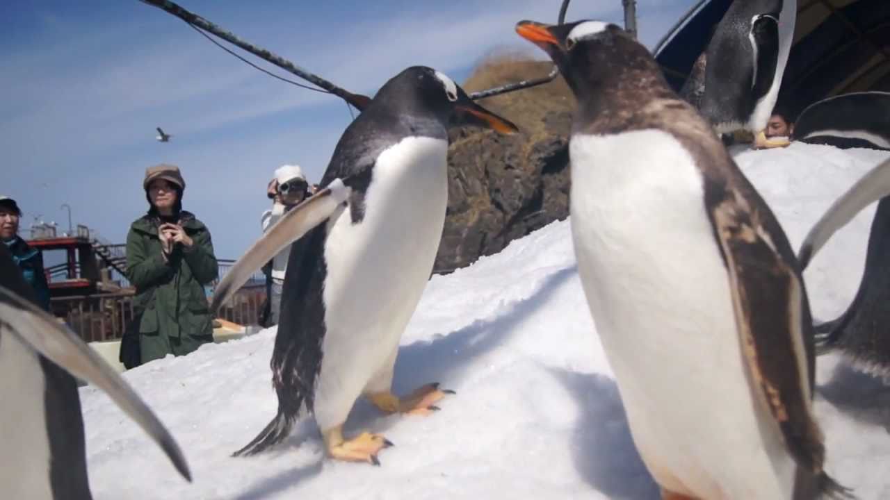 おたる水族館ペンギンたちの雪あるき