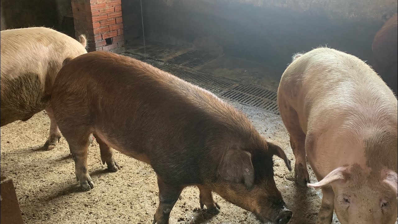 🐷🐖Хряк. ХРЯКИ ДЛЯ ЗАПАХА И ВЫЯВЛЕНИЯ