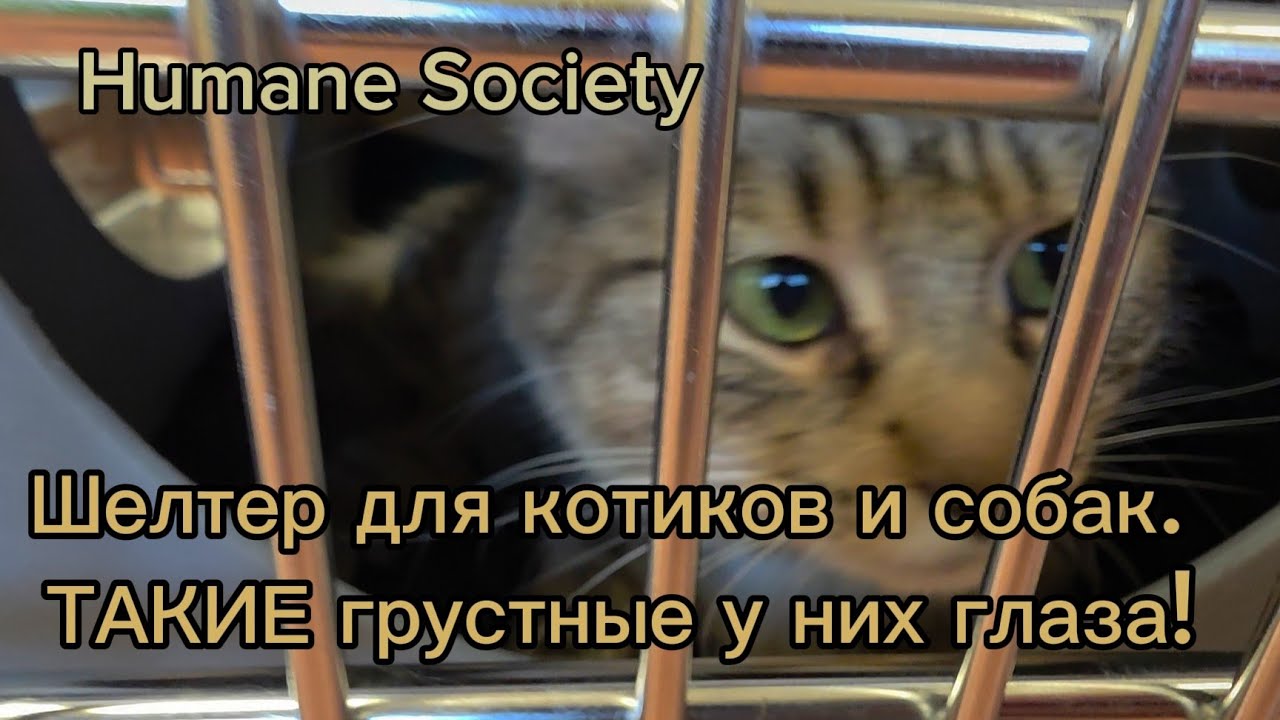 🫶Я приехала в шелтер для домашних питомцев Humane Society Southwest 🐾Какие же ГРУСТНЫЕ у них глаза😢 