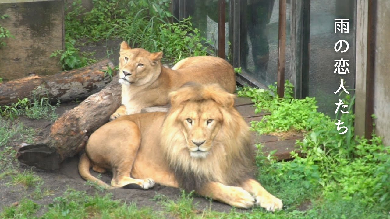 イオ & オリト「雨の恋人たち」旭山動物園の若きライオン物語【Young lion love story】