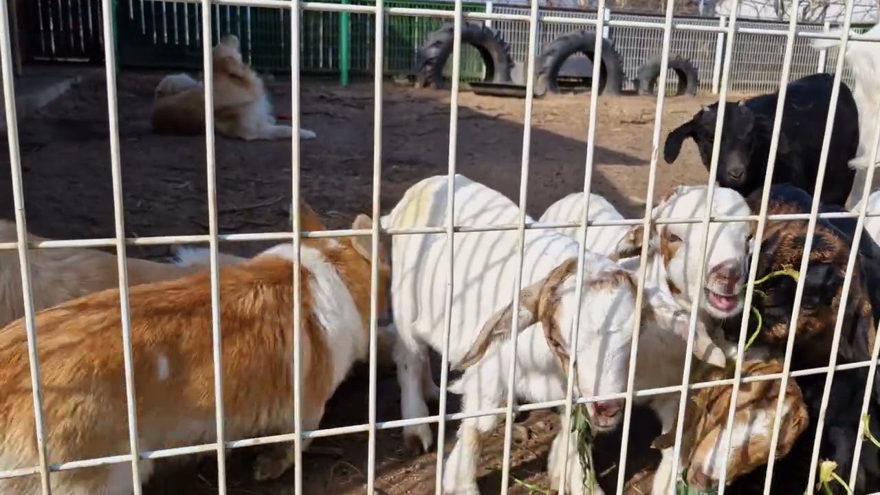 오늘도 즐거운 분홍염소의 농장 식구들 #goat #염소 #farming #animals 